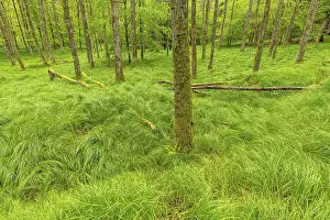 Empty European Landscapes Imprime: Beech forest with grass in spring
