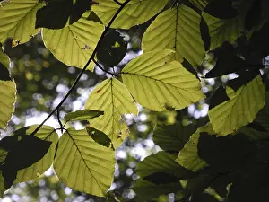 Beech Tree Leaf Imprime: Beech forest, leaf, leaves, beech leaf