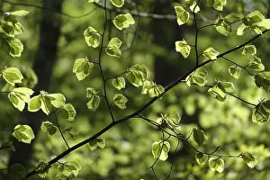 Deciduous Forest Landscape Imprime: Beech leaves in spring