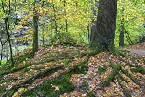 Elbe Sandstone Mountains Landscape Imprime: Beech with powerful root system
