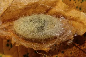 Caterpillar Development Imprime: Beech Redstart