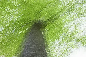 Springtime In Germany Imprime: Beech tree in spring, multiple exposure