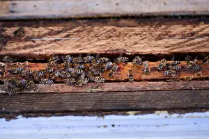 Wild Bee Conservation Imprime: Bees sitting on frames of honeycombs