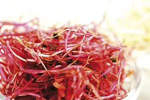 Red Beetroot Nutrition Imprime: Beet root seedlings