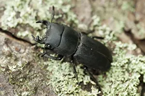 Lesser Stag Beetle Imprime: Beetle beetle, dorcus parallelipipedus