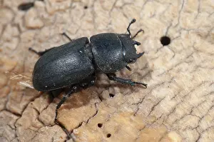 Lesser Stag Beetle Imprime: Beetle beetle, dorcus parallelipipedus