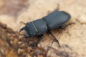 Natural Environment Imprime: Beetle beetle, dorcus parallelipipedus