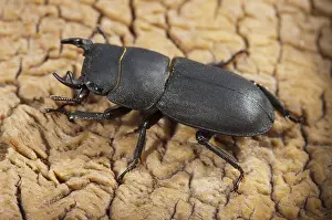Lesser Stag Beetle Imprime: Beetle beetle, dorcus parallelipipedus