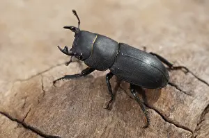 Lesser Stag Beetle Imprime: Beetle beetle, dorcus parallelipipedus
