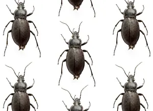 Studio Animal Photography Imprime: Many beetles