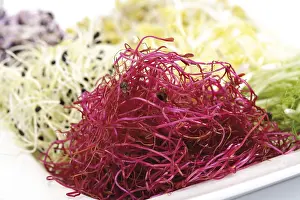 Beetroot Sprouts Imprime: Beetroot sprouts