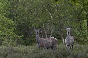 Red Deer In Denmark Imprime: At the beginning of May