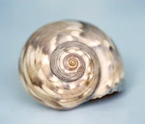 Bivalve Animal Imprime: A big shell