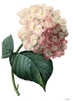 Hydrangeaceae Family Plants Imprime: Bigleaf hydrangea (Hydrangea macrophylla)