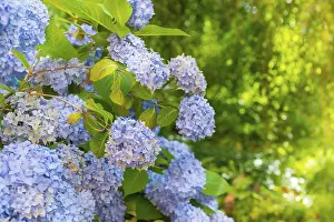 Bigleaf Hydrangea Imprime: Bigleaf hydrangea (Hydrangea macrophylla)