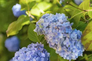Blue Flowers Germany Imprime: Bigleaf hydrangea (Hydrangea macrophylla)