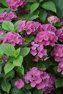 Mophead Hydrangea Bloom Imprime: Bigleaf Hydrangea (Hydrangea macrophylla)