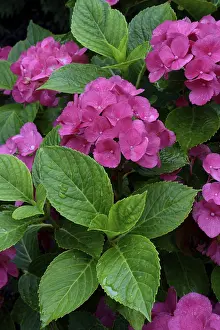 Mophead Hydrangea Bloom Imprime: Bigleaf Hydrangea (Hydrangea macrophylla)