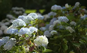 Bigleaf Hydrangea Imprime: Bigleaf hydrangea (Hydrangea macrophylla)