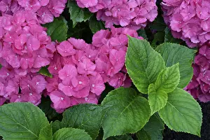 Bigleaf Hydrangea Imprime: Bigleaf Hydrangea (Hydrangea macrophylla)
