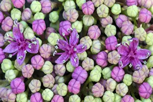 Southern Germany Botany Imprime: Bigleaf Hydrangea (Hydrangea macrophylla)