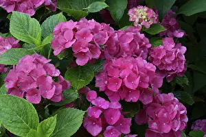 Mophead Hydrangea Bloom Imprime: Bigleaf Hydrangea (Hydrangea macrophylla)