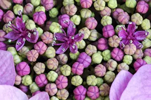 German Botany Images Imprime: Bigleaf Hydrangea (Hydrangea macrophylla)