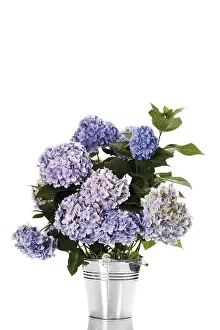 Nature Flora Photography Imprime: Bigleaf Hydrangea (Hydrangea macrophylla)