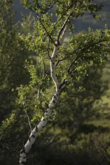Backlit Birch Tree Imprime: Birch in the backlight