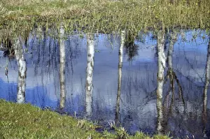 Deciduous Tree Landscape Imprime: Birch, birch, tree, trees, reflection