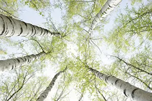 Birch Trees In Spring Imprime: Birch trees in spring, frog perspective