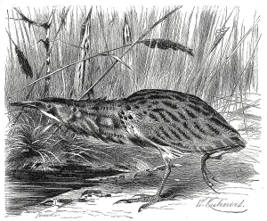 Historical Animal Depictions Imprime: Bird, eurasian bittern (Botaurus stellaris)