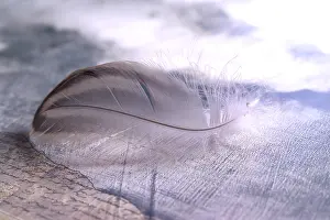 Empty Studio Background Photo Imprime: Bird feather on a document