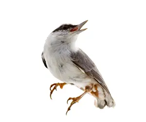 Trepadores Imprime: Pájaro aislado sobre un fondo blanco. Caja de nueces.