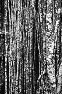 Deserted Jungle Landscape Imprime: Black and white, structure, pattern