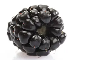 European Blueberry Imprime: Blackberry
