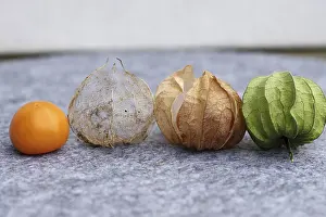Physalis Fruit Imprime: Bladder cherry (Phyalis), fruit