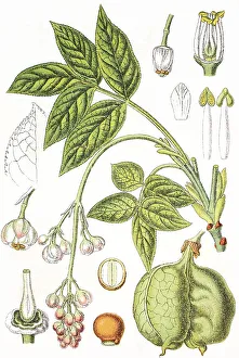 Historic Medicinal Plants Imprime: Bladdernut (Staphylea pinnata)