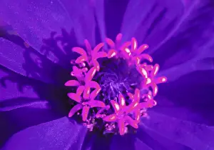 Summer Flowers Imprime: Bloom
