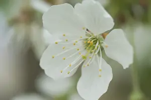 Impresión enmarcada : Bloom
