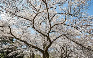Japanese Cherry Blossoms Imprime: Blooming cherry tree in spring