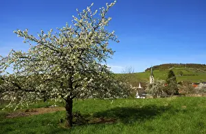 Black Forest Scenery Imprime: Blossoming cherry tree, Ebringen