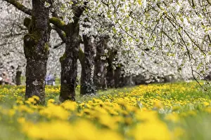 Fruit Tree Flowering Season Imprime: Blossoming cherry trees in spring