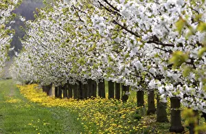 German Cherry Blossom Trees Imprime: Blossoming cherry trees, Thuringia