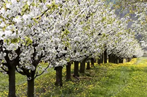 Deserted Orchard Scene Imprime: Blossoming cherry trees, Thuringia