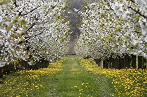 Cherry Blossom Season Imprime: Blossoming cherry trees, Thuringia