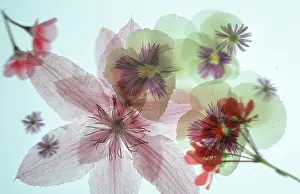 Blooming Nature Scenes Imprime: Blossoms