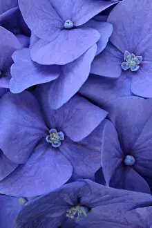 Hydrangeaceae Family Plants Imprime: Blue bigleaf hydrangea (Hydrangea macrophylla)
