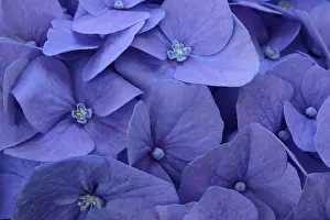 Outdoor Flowering Plants Imprime: Blue bigleaf hydrangea (Hydrangea macrophylla)