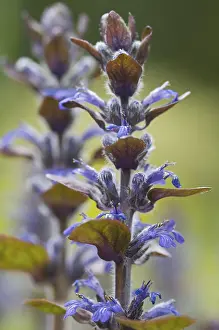 Deserted Blue Blossom Imprime: Blue bugle, Bugleherb, Bugleweed